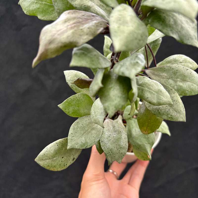 Hoya Lacunosa "Black Mint Coin"