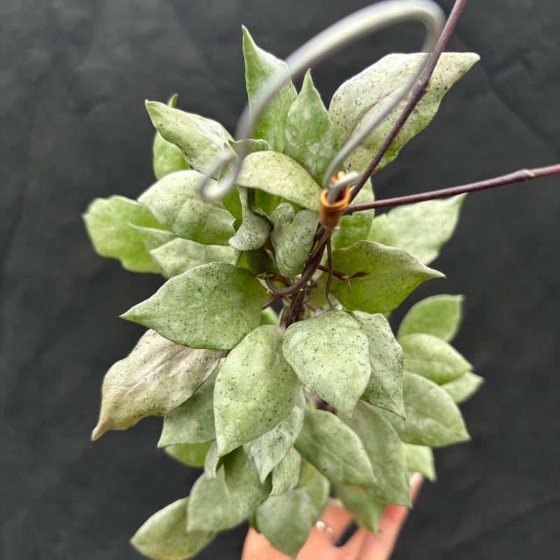 Hoya Lacunosa "Black Mint Coin"
