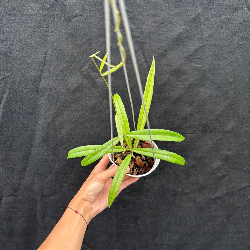 Hoya Callistophylla 'Jungle Spear'