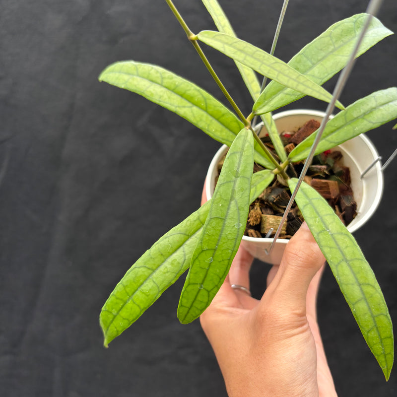 Hoya Callistophylla 'Jungle Spear'