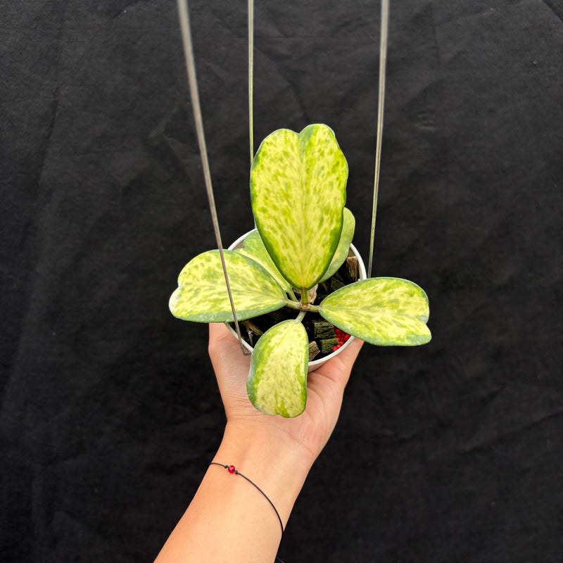 Hoya Kerii "Sport Center"