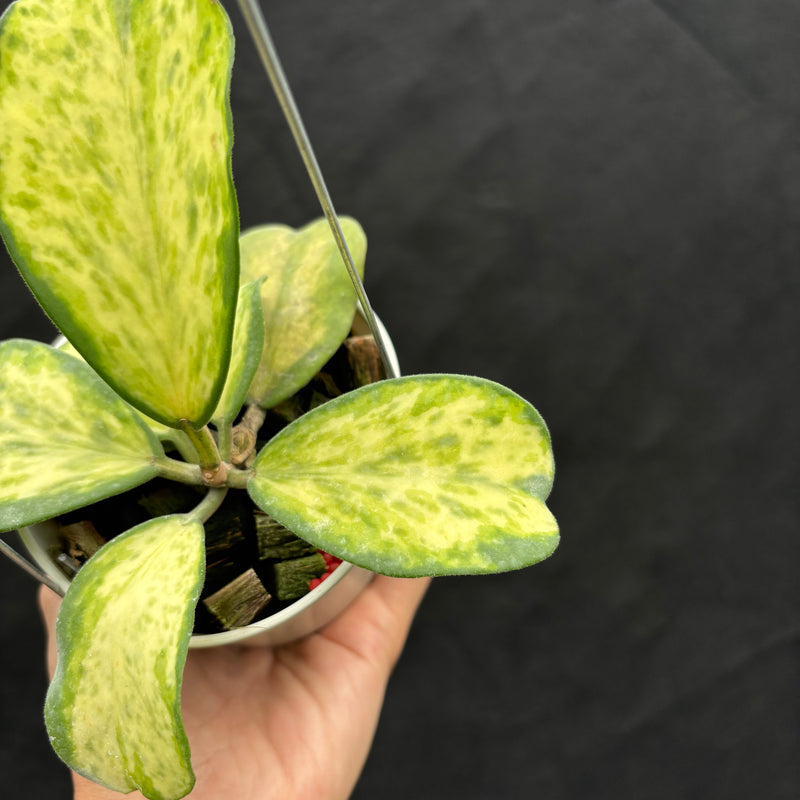 Hoya Kerii "Sport Center"