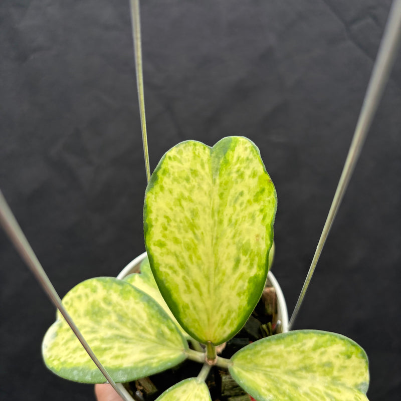 Hoya Kerii "Sport Center"