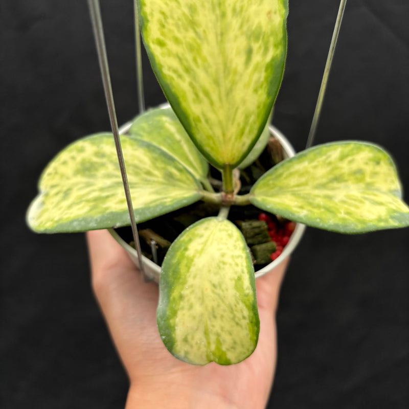 Hoya Kerii "Sport Center"