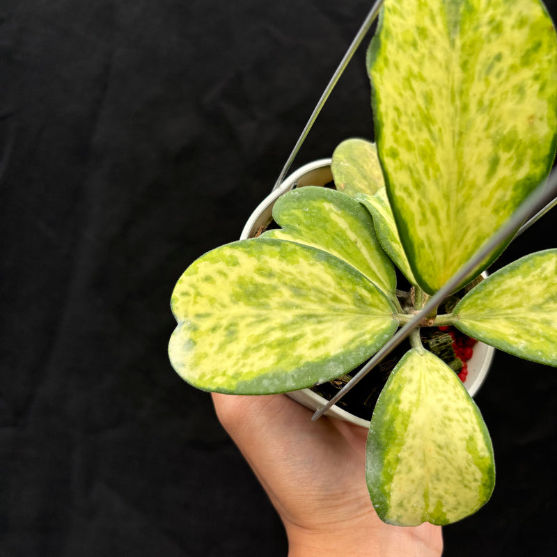 Hoya Kerii "Sport Center"