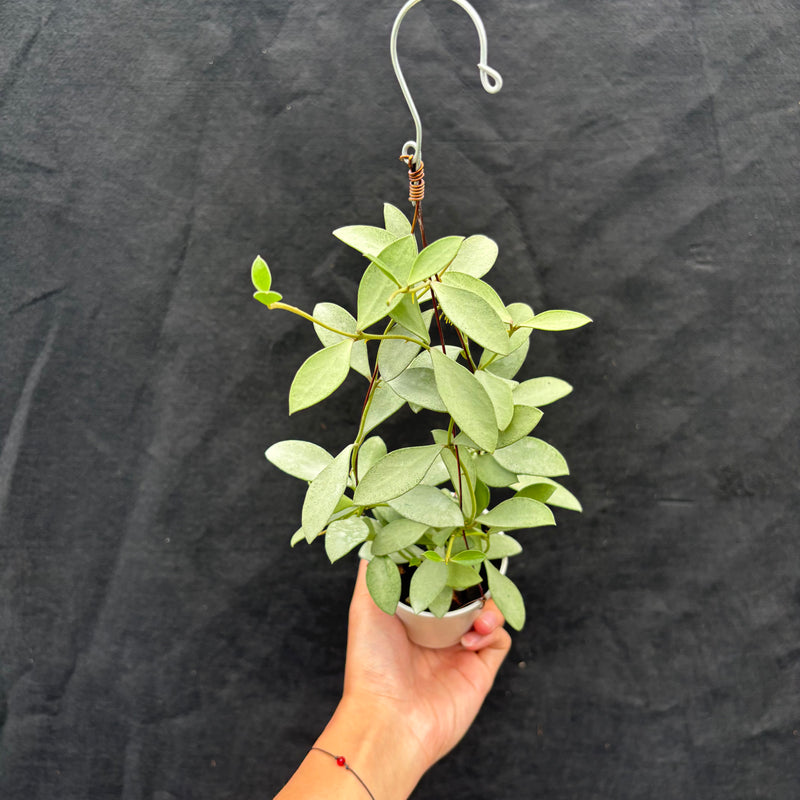 Hoya Nummularioides "silver"