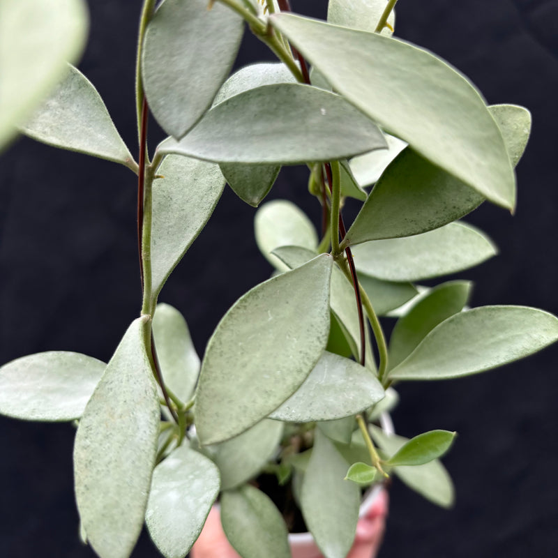 Hoya Nummularioides "silver"