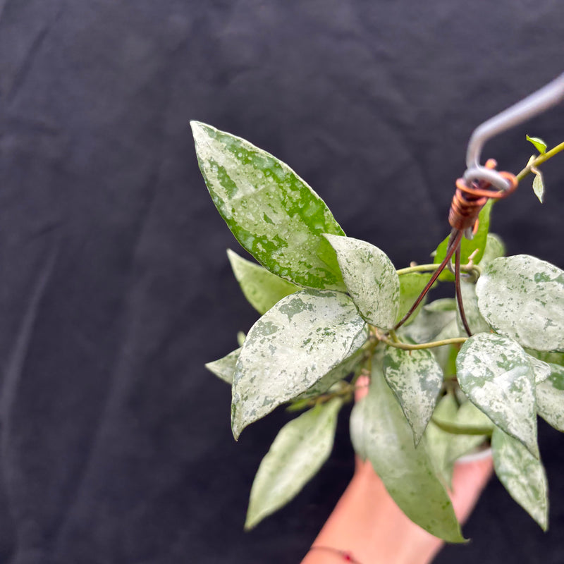 Hoya Nummularioides "silver"