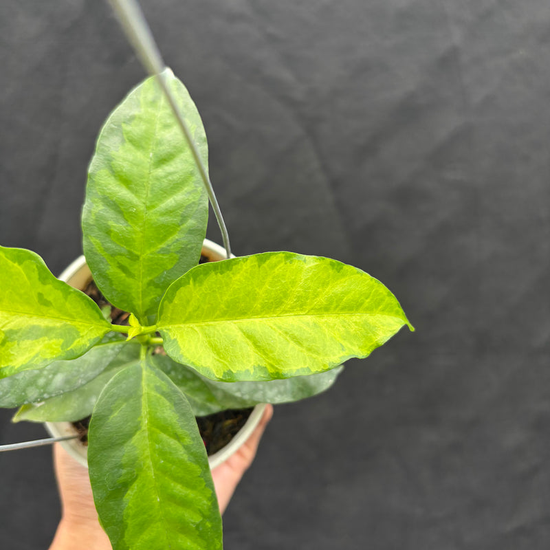 Hoya Multiflora "Inner Variegated"