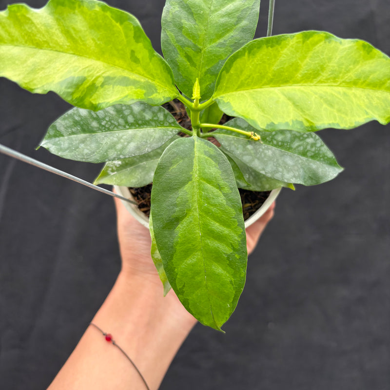 Hoya Multiflora "Inner Variegated"