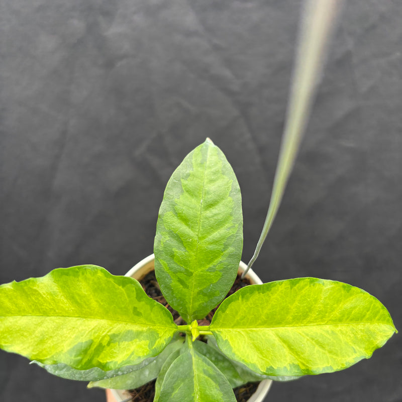 Hoya Multiflora "Inner Variegated"