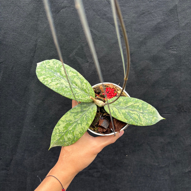 Hoya Meridithii "Gunung Kapi" - Aroid Asia