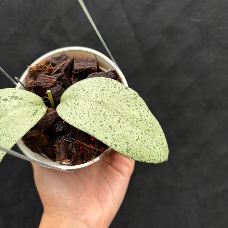 Hoya Sp. Warok (Silver)