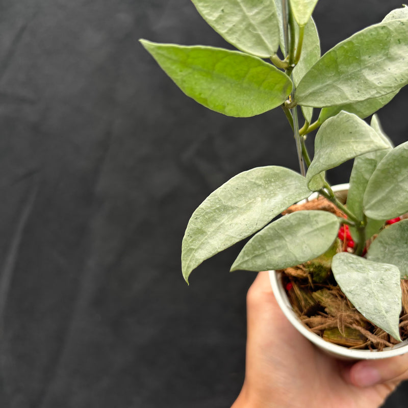 Hoya Lacunosa "Zellia"