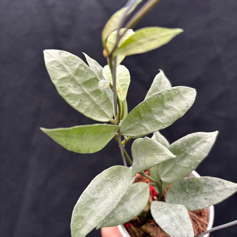Hoya Lacunosa "Zellia"