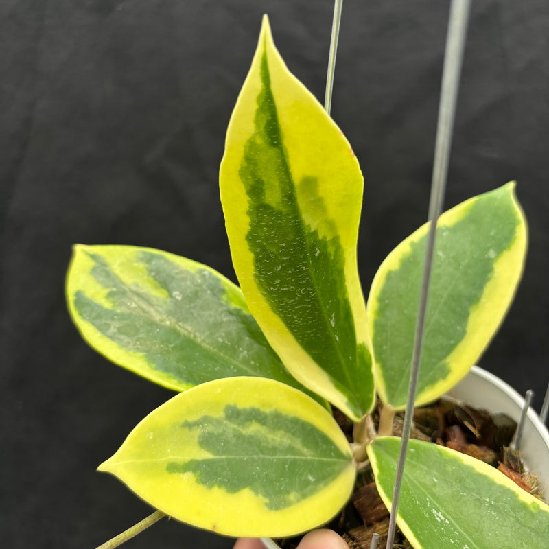 Hoya Sp. Quang Ngai "Albomarginata"