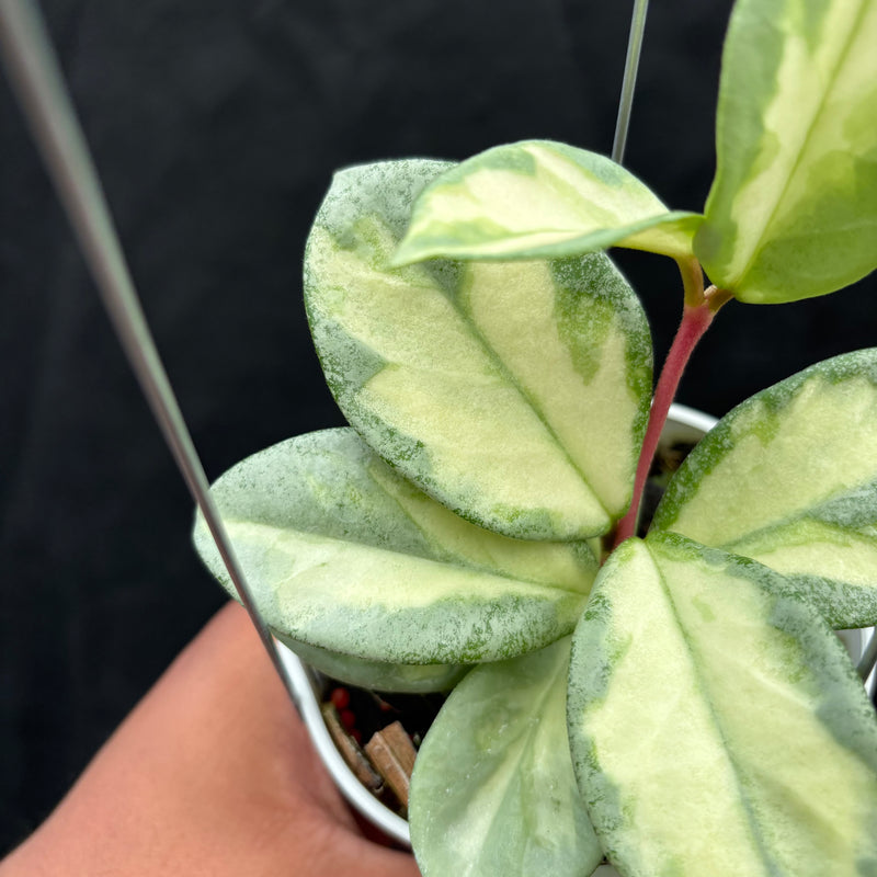 Hoya Carnosa "Argentea Princess"