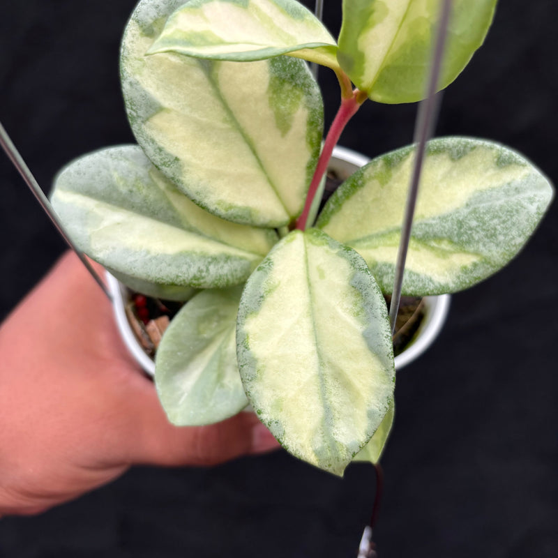 Hoya Carnosa "Argentea Princess"