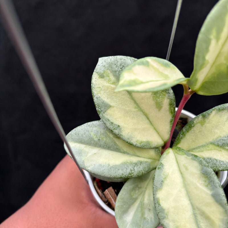 Hoya Carnosa "Argentea Princess"