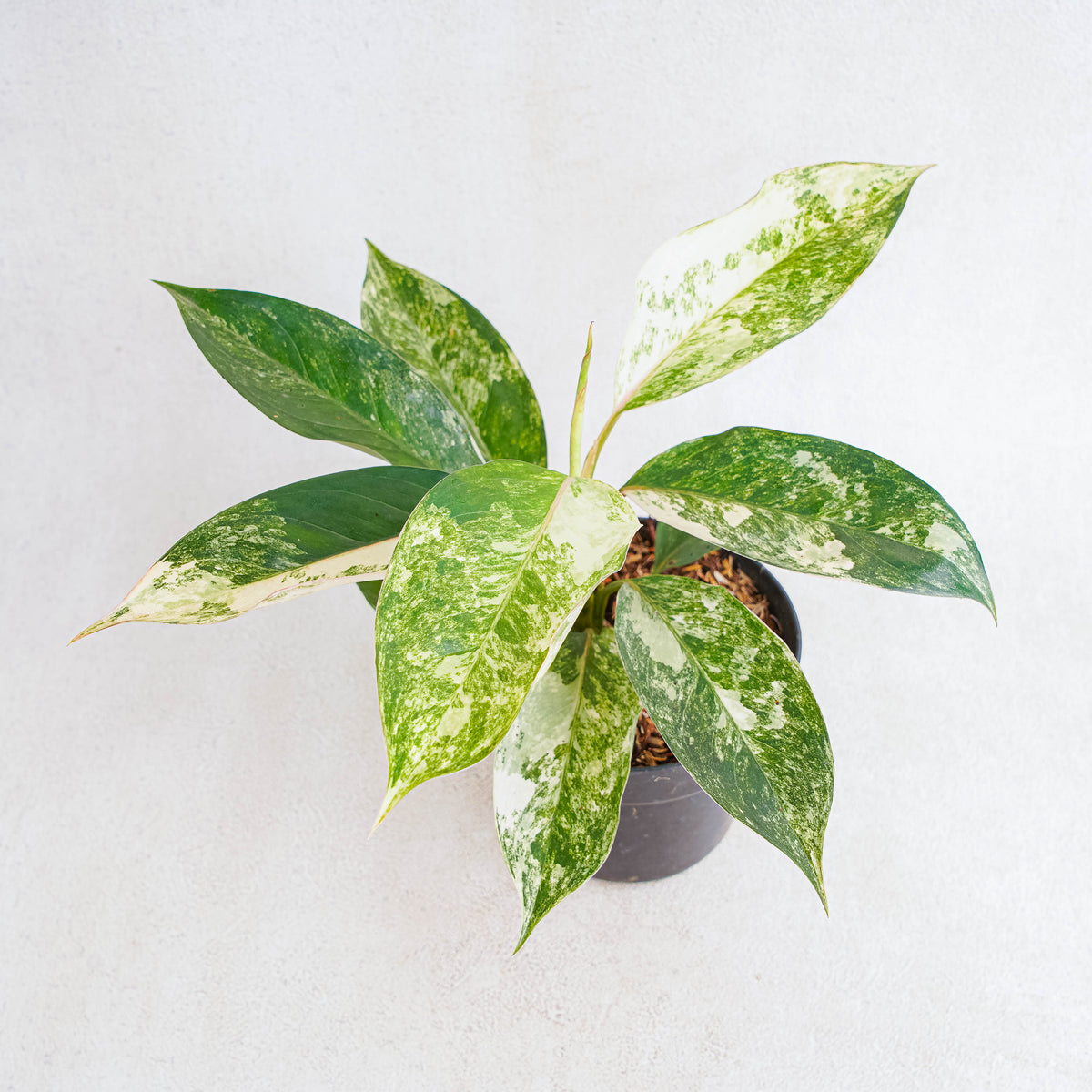 aglaonema siam jade Aglaonema Siam Jade Variegated