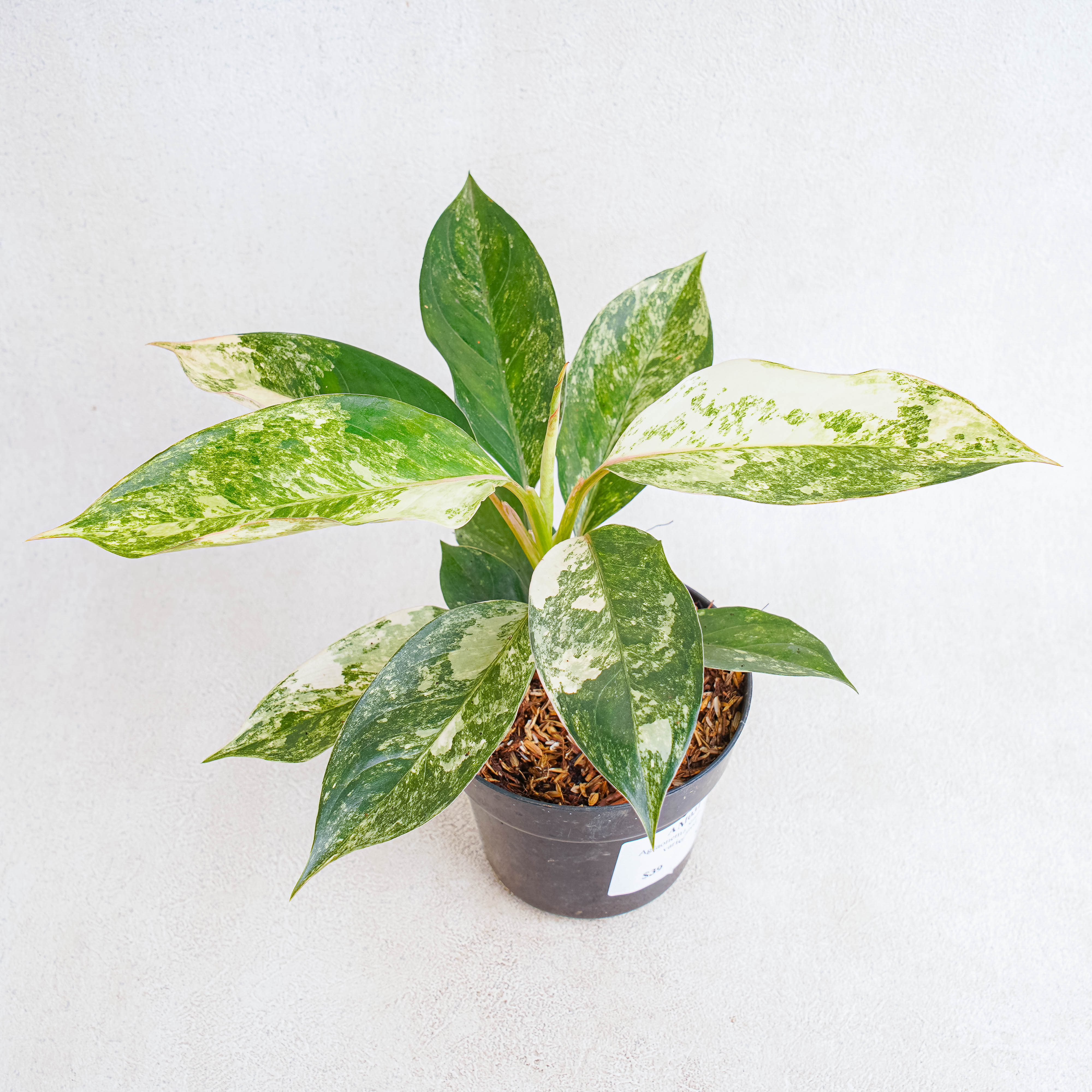 Aglaonema Siam Jade Variegated — Aroidasia
