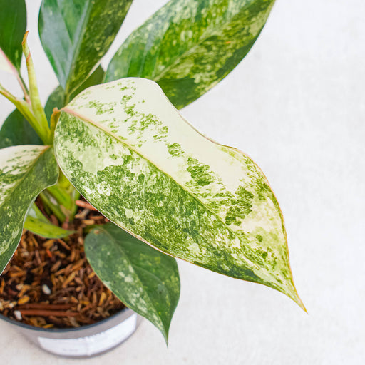 aglaonema jade Aglaonema sp. 'Siam Jade' Variegated (wk3-J)