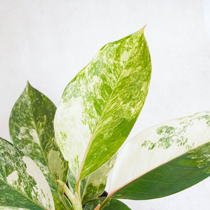 Aglaonema Siam Jade Variegated