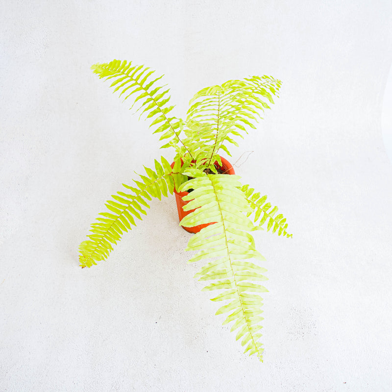 Nephrolepis Exaltata Variegated 'BOSTON FERN'