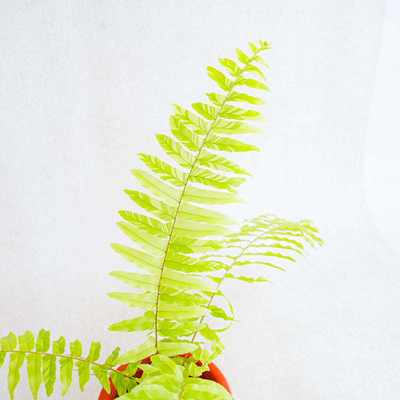 Nephrolepis Exaltata Variegated 'BOSTON FERN'