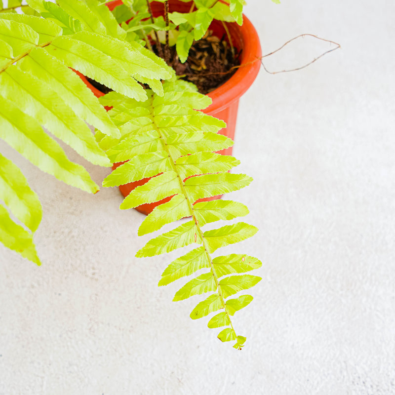 Nephrolepis Exaltata Variegated 'BOSTON FERN'