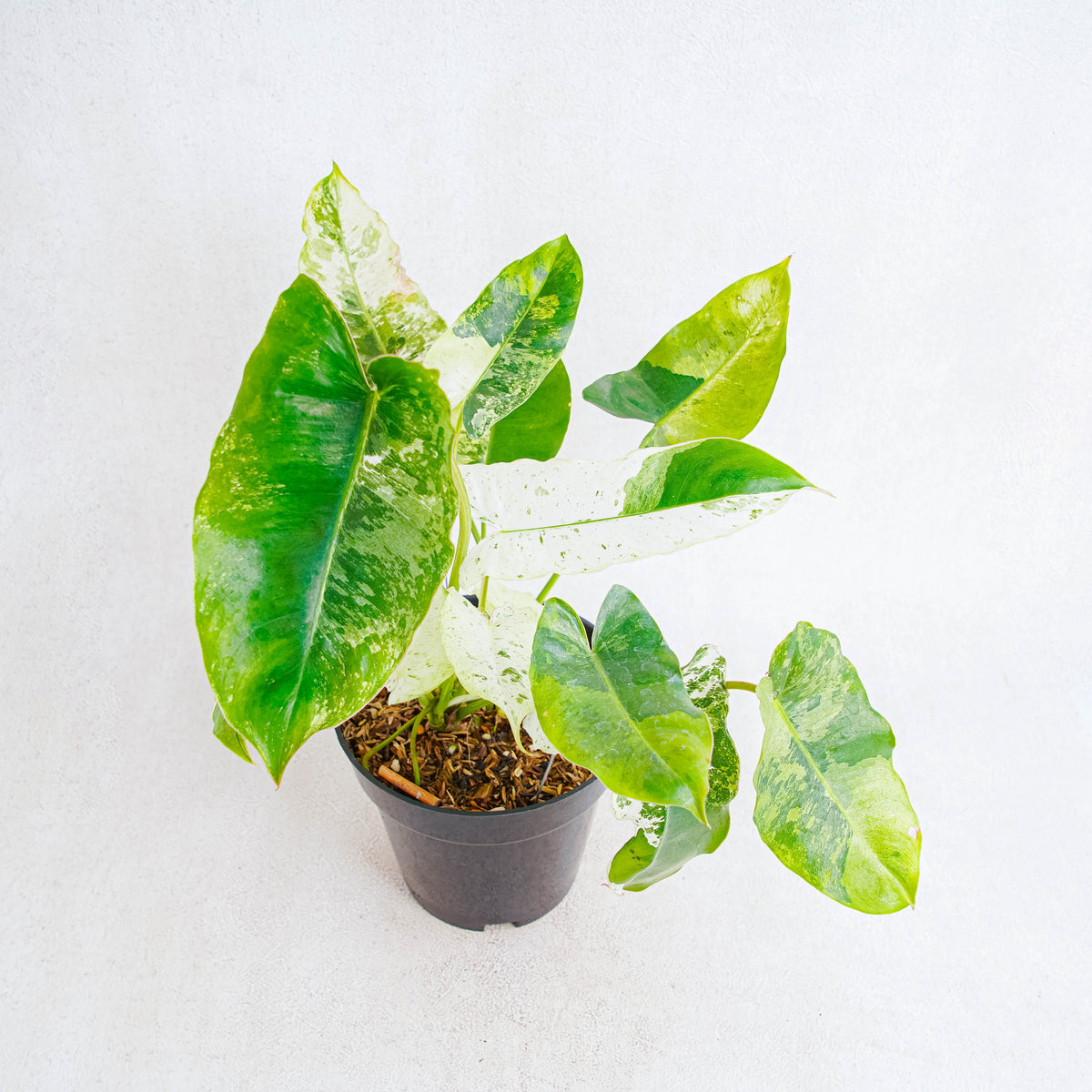 philodendron snow white Philodendron Burlemarx Snow White