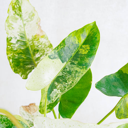 philodendron snow white Philodendron Burlemarx Snow White