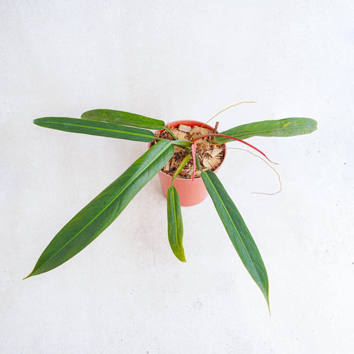 insect philodendron Philodendron Bicolor — Aroidasia
