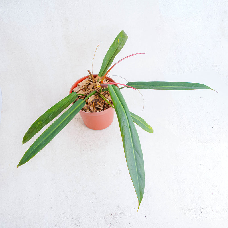 philodendron bicolour Philodendron Bicolor — Aroidasia