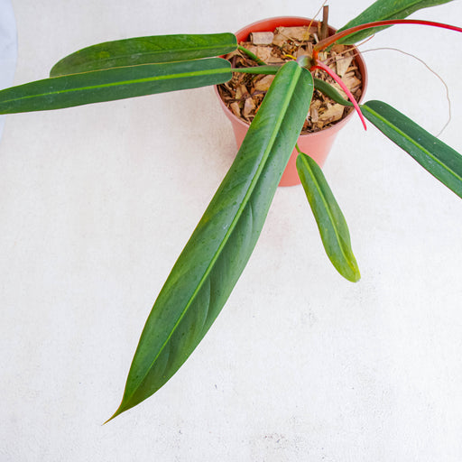 bicolor philodendron Philodendron Bicolor — Aroidasia
