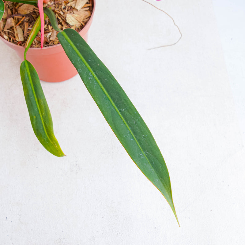 philodendron bicolor Philodendron Bicolor — Aroidasia