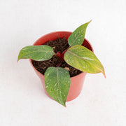 Philodendron white knight galaxy - Aroidasia