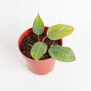 Philodendron white knight galaxy - Aroidasia