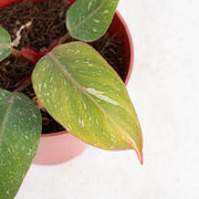 Philodendron white knight galaxy - Aroidasia