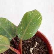 Philodendron white knight galaxy - Aroidasia