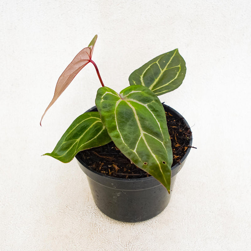 Anthurium Papillilaminum Bvit x Red Crystalinum