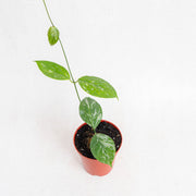 Hoya Coriacea splash - Aroidasia