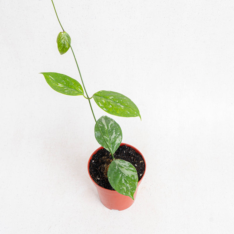Hoya Coriacea splash - Aroidasia