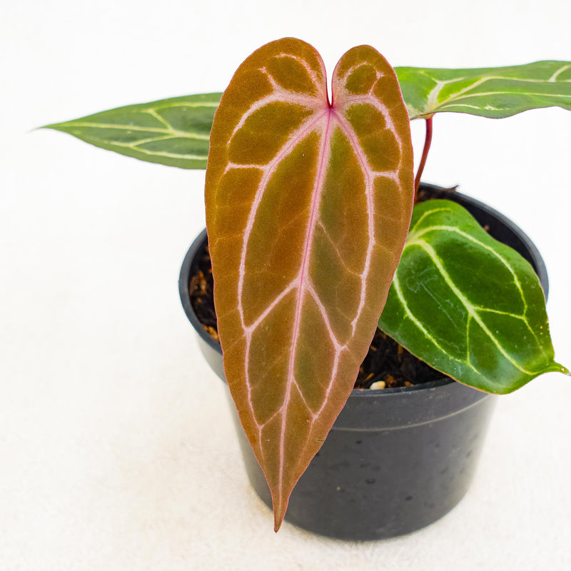 Anthurium Papillilaminum Bvit x Red Crystalinum