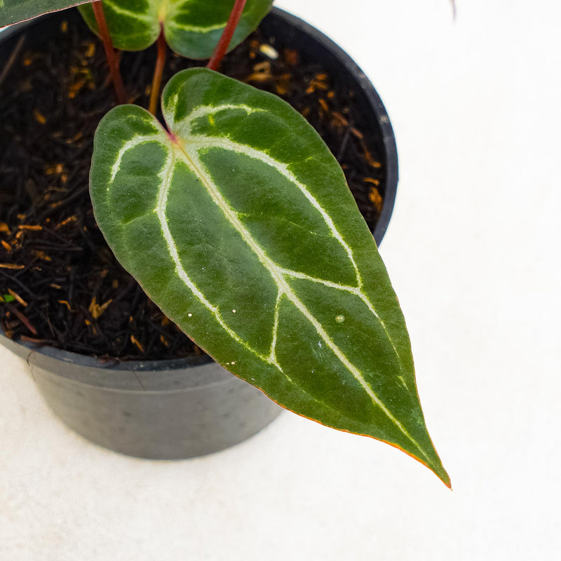 Anthurium Papillilaminum Bvit x Red Crystalinum