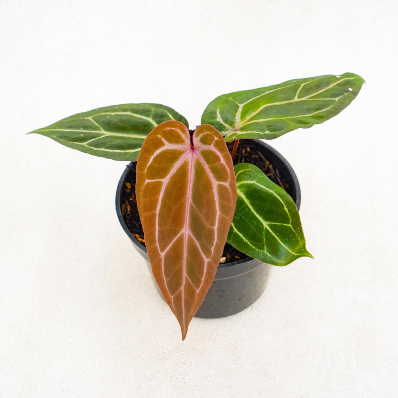 Anthurium Papillilaminum Bvit x Red Crystalinum