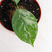 Hoya Coriacea splash - Aroidasia