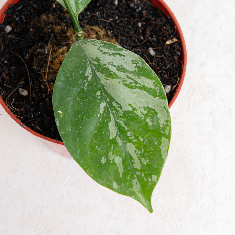 Hoya Coriacea splash - Aroidasia
