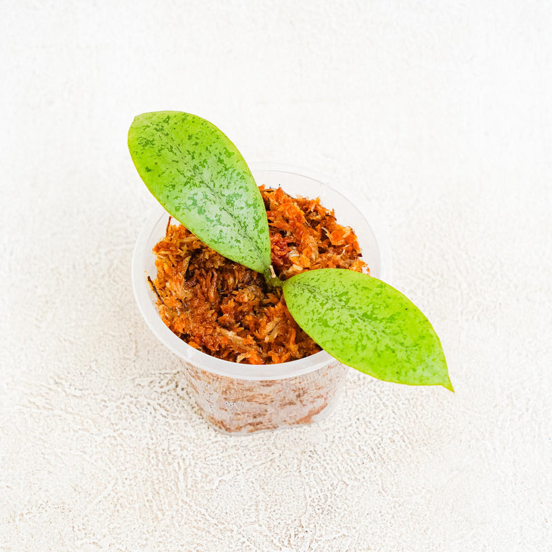 Hoya SP Borneo  Silver