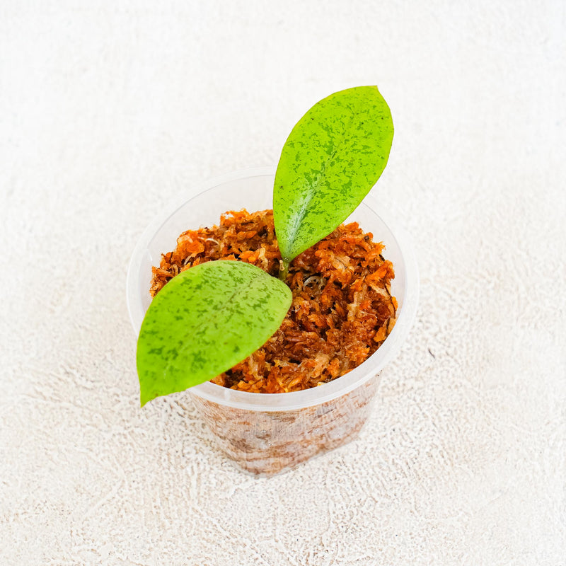 Hoya SP Borneo  Silver